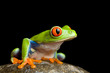 Frog on a rock