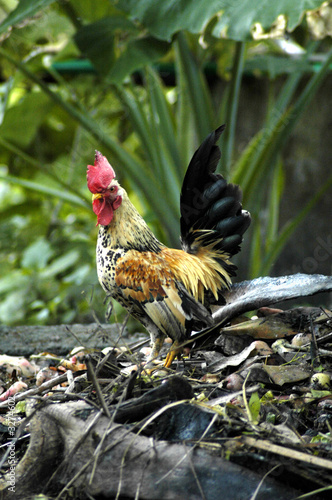 the cock viii