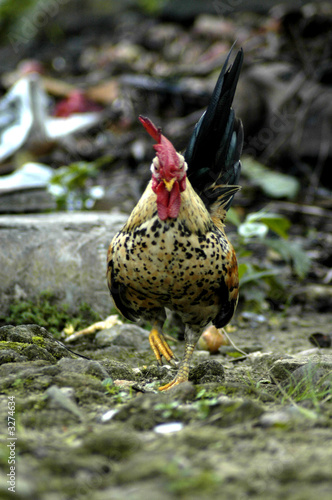 the cock ix