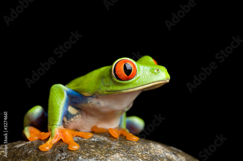 Frog On A Rock