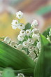 ô mon beau muguet !