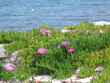 fleur sauvage au bord de la mer