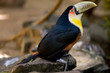 tucano