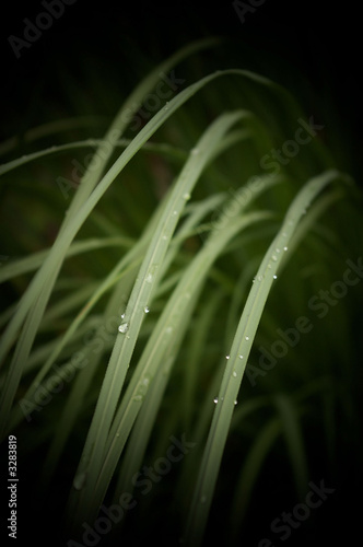 Photo: pampas grass and rain pampas grass and rain