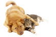 dog and cat relaxing