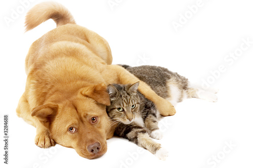 Dog And Cat Relaxing