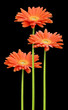 3 marguerites sur fond noir