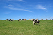 vaches à l'horizon vaches à l'horizon