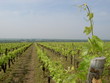 vignoble