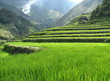 Foto: rice terraces rice terraces