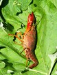ecrevisse rouge de louisiane  (procambarus clarkii