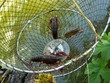 pêche d'écrevisses rouges de louisiane