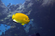yello3spot