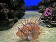 pesce-leone