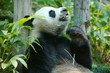 Photo: giant panda giant panda