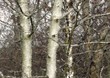 in the woods