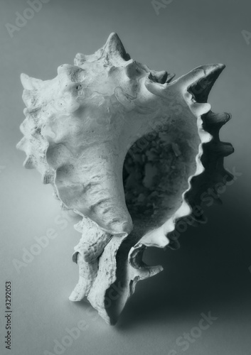 shell