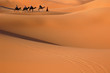 camel caravan in the sahara desert