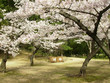 cherry blossom grove