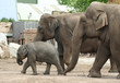 elephant family