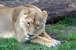 lioness