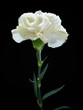 white carnation