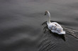 an evening swim