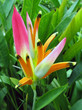 flower named birds of paradise