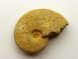 ammonite, jurassique supérieur, marais poitevin