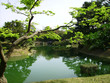green,green pond