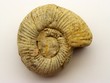 ammonite, jurassique supérieur, marais poitevin