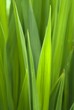 grass abstract grass abstract