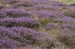 tapis violet tapis violet