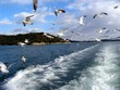 flying gull flying gull