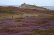 tapis de bruyère sur la lande tapis de bruyère sur la lande