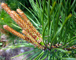 branch