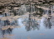 reflection of spring