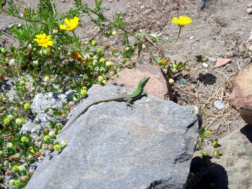 lucertola lucertola