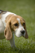 beagle 02