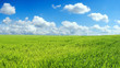 wheat field over beautiful blue sky wheat field over beautiful blue sky