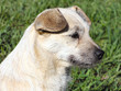 cane
