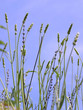 spighe nel cielo