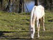 cavallo bianco