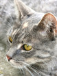 sguardo felino