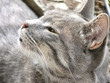 gatto di profilo