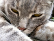 gatto grigio