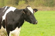 black and white cow