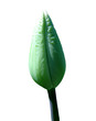 tulip
