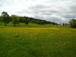 pré fleuri à la campagne pré fleuri à la campagne