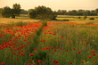 Photo: field of poppy field of poppy